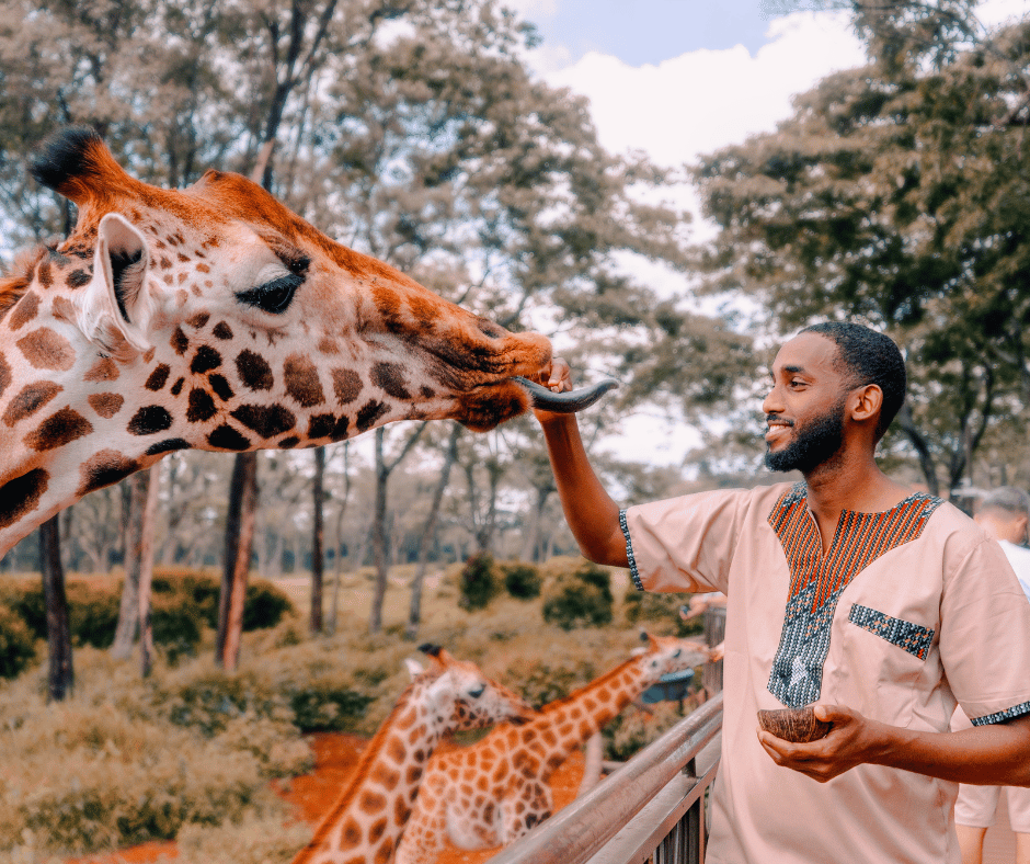Giraffe Centre